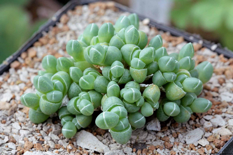Кактус Crassula серповидная