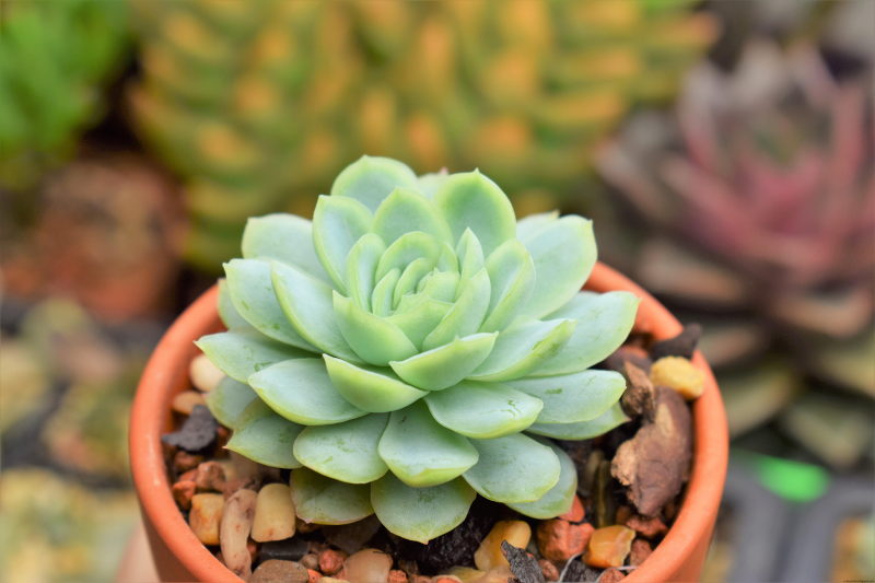 Эхеверия изящная Echeveria elegans