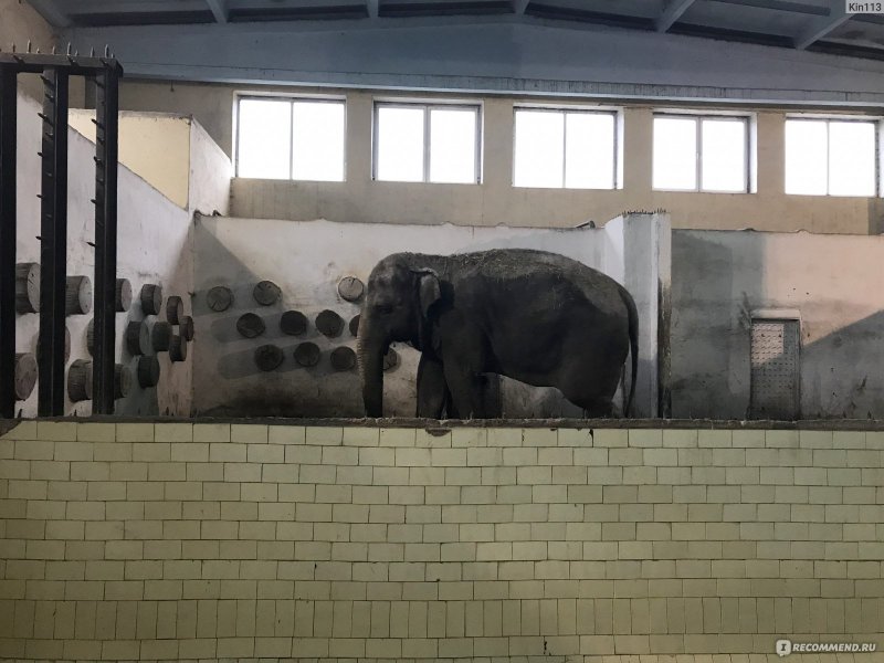 Дом слон Краснодар