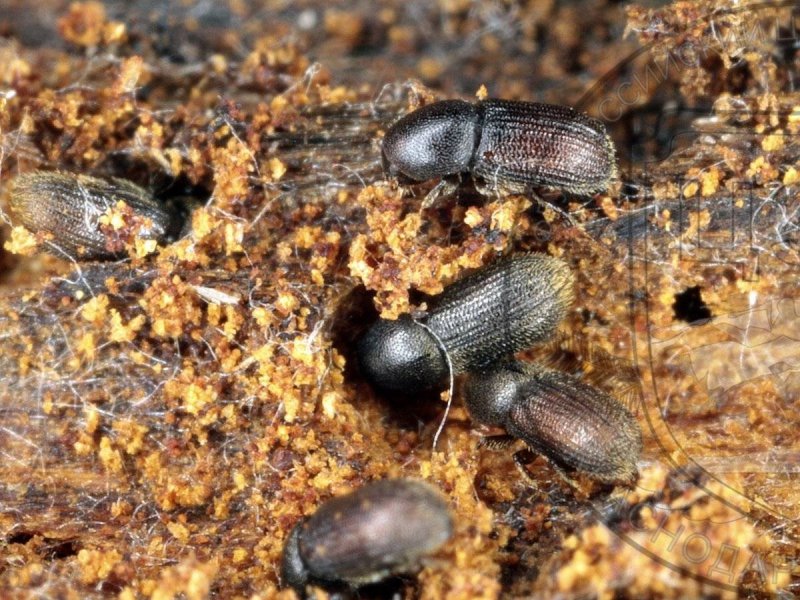 Усач черный еловый малый Monochamus Sutor
