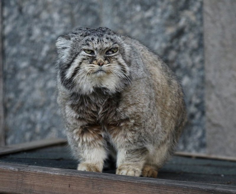 Вислоухий кот Манул