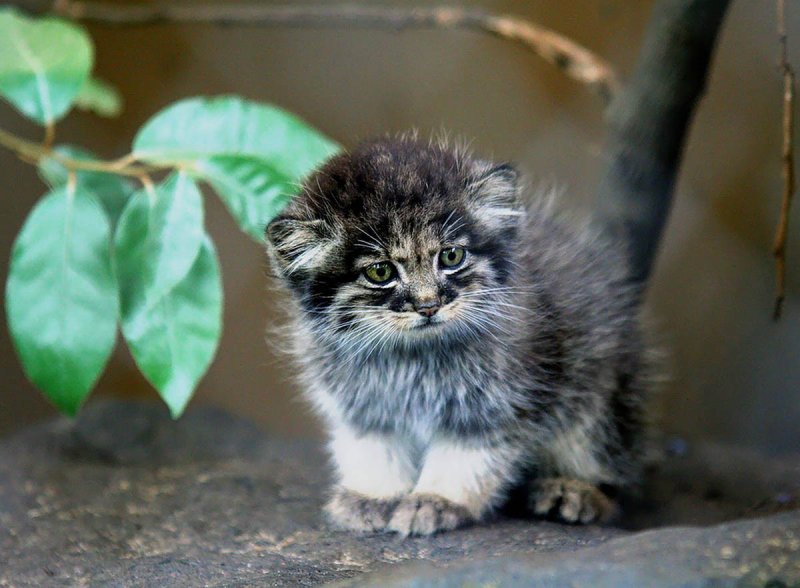Дикие коты манулы