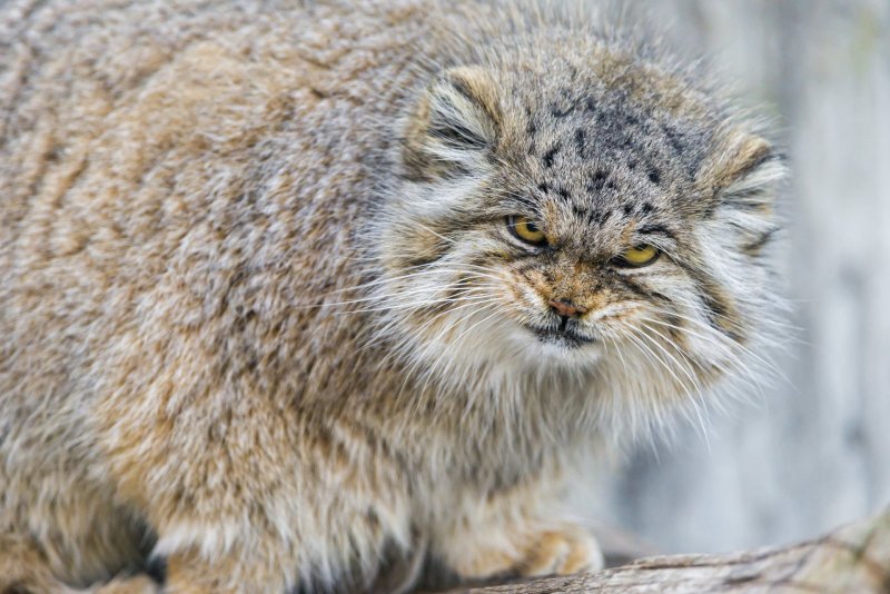 Лесной кот Манул