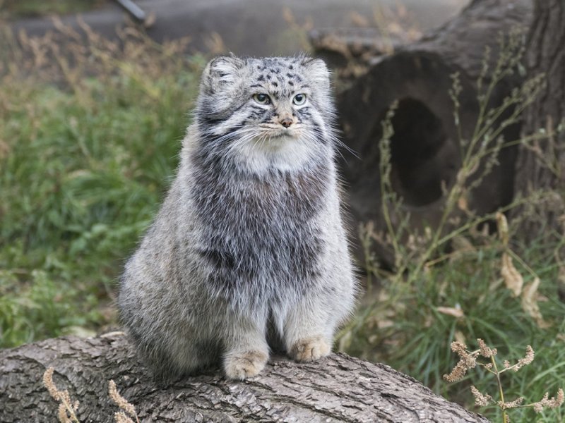 Кот Манул домашний