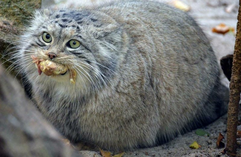 Пещерный кот Манул