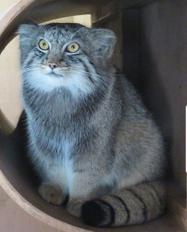 Манул кошка домашний (72 фото)