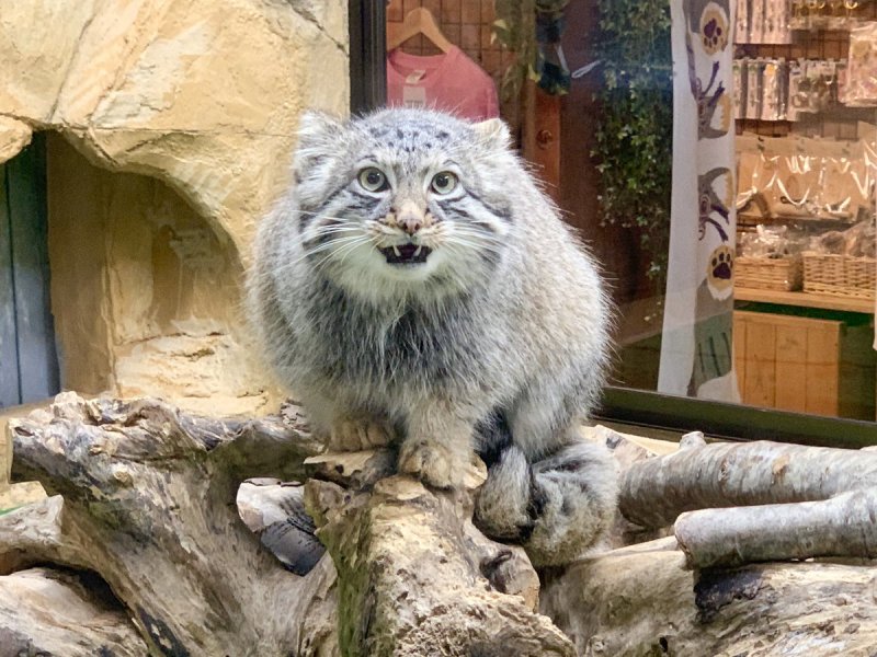Кот Манул на руках