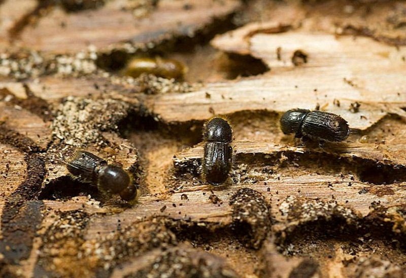 Hylotrupes bajulus Жук