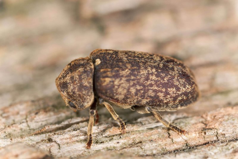 Cossus cossus гусеница