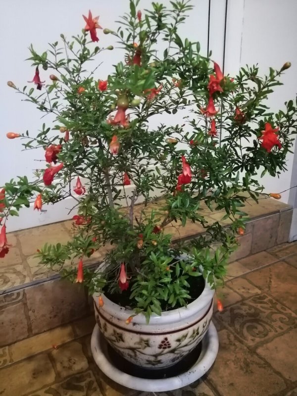 Комнатный гранат цветение