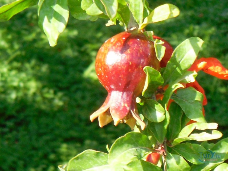 Листья граната