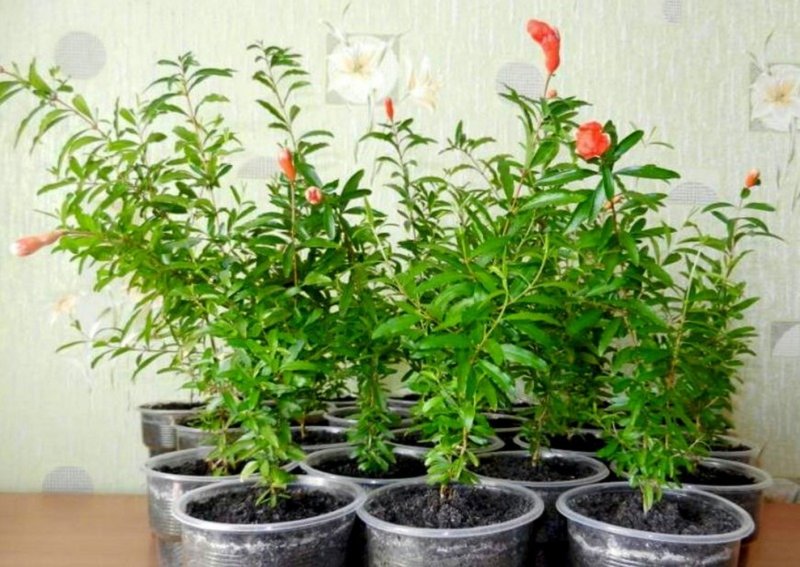 Вырастить гранат из косточки