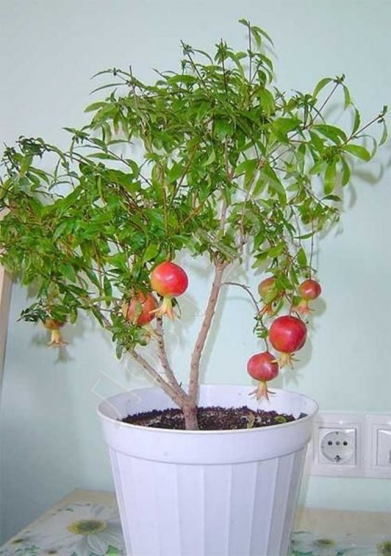 Гранат карликовый (комнатное растение) Нана