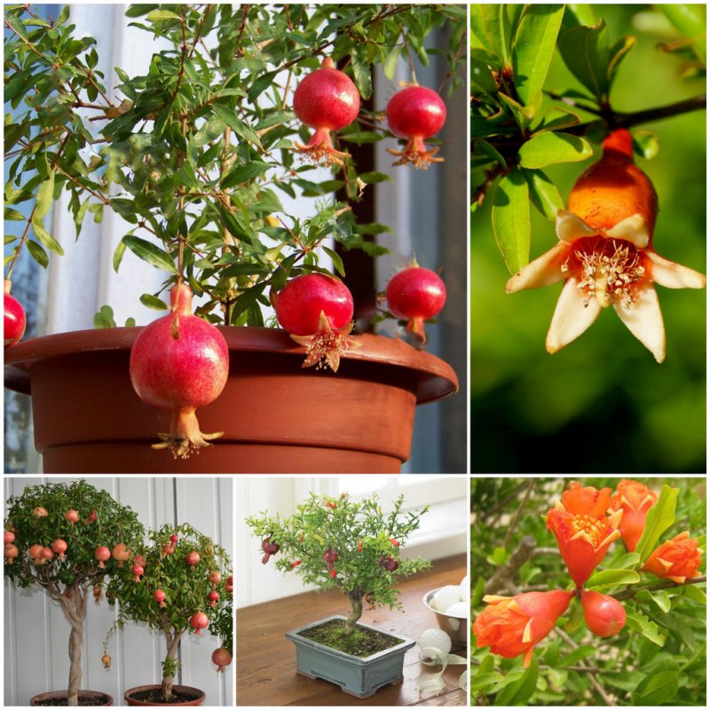 Карликовый гранат Punica granatum