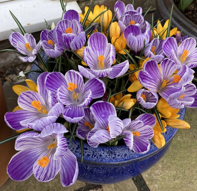 Крокус весенний Crocus vernus (l.) Hill