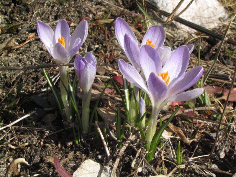 Луковичные крокусы