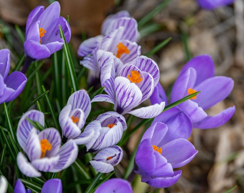 Крокус весенний Crocus vernus (l.) Hill