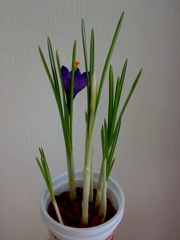 Крокус весенний Crocus vernus (l.) Hill