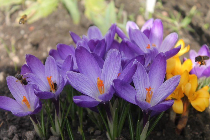Крокус Flower record