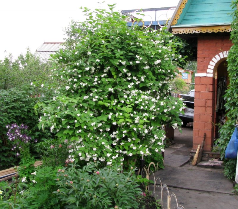 Жасмин чубушник Вирджинал
