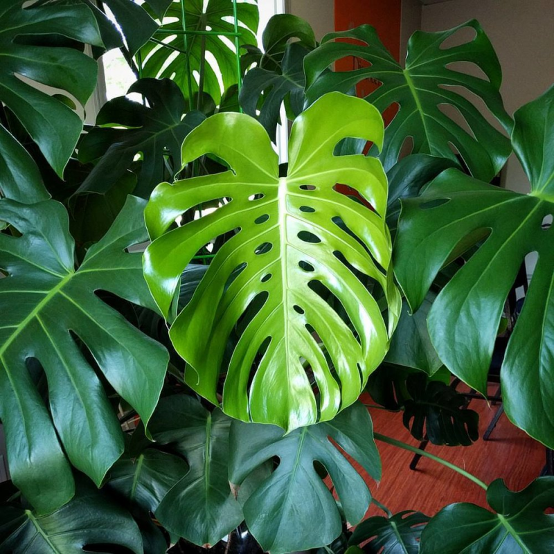 Монстера деликатесная (Monstera deliciosa)