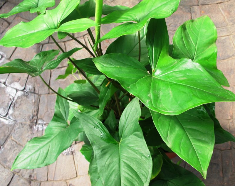 Сингониум ножколистный (Syngonium)