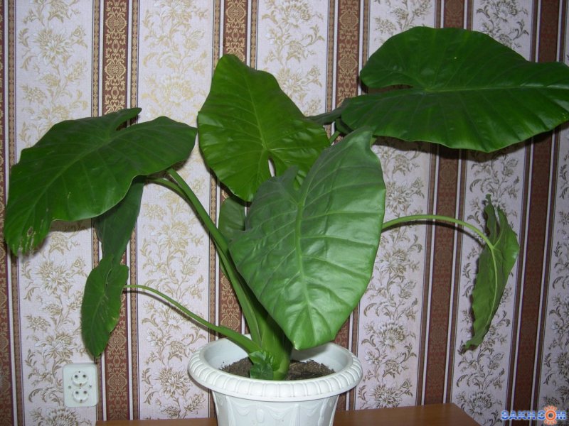 Алоказия плачущая