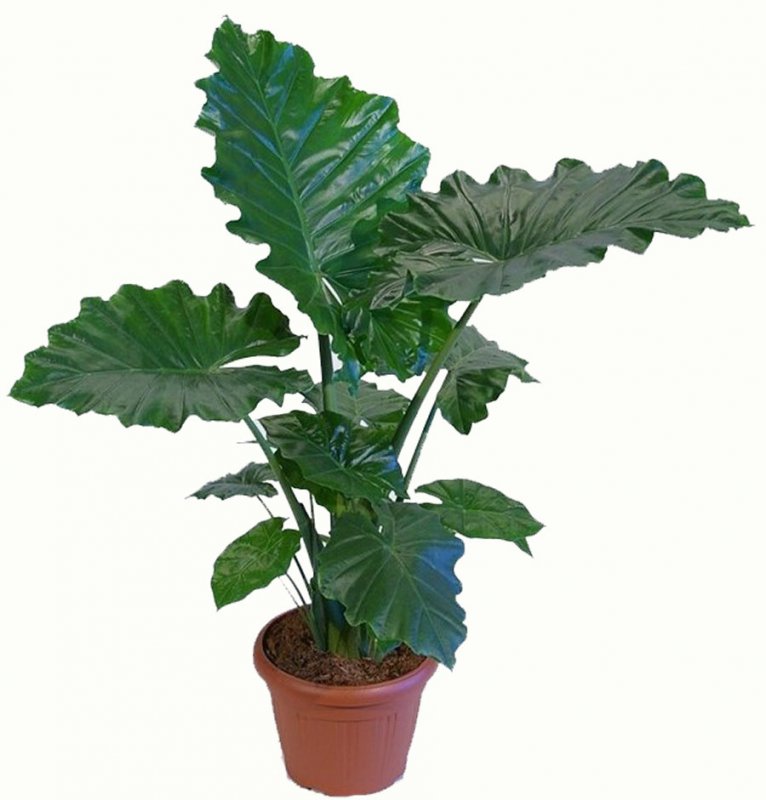 Alocasia Portodoraалоказия Портодора