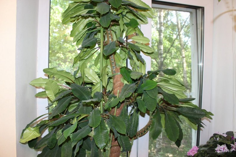 Молочай беложильчатый (Euphorbia leuconeura)