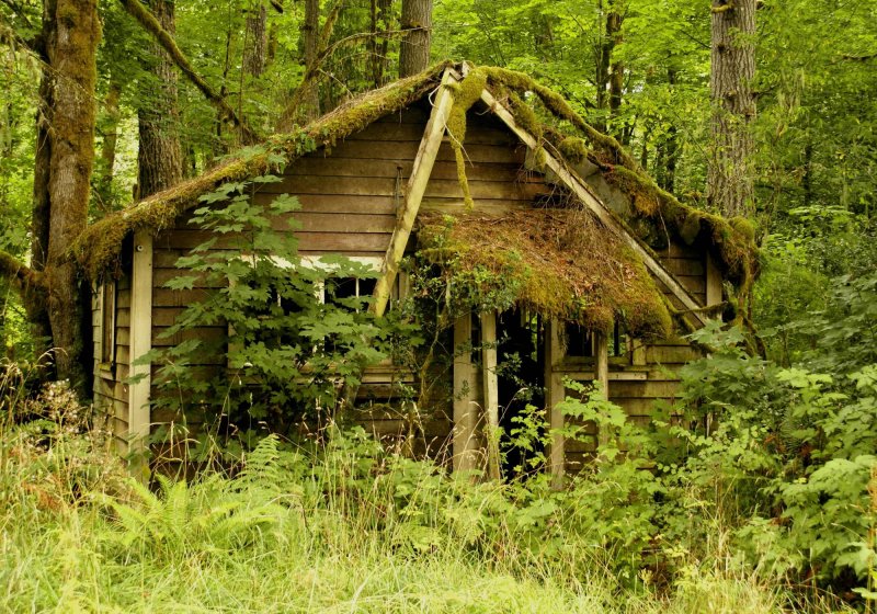 Заброшенный дом в лесу (73 фото)