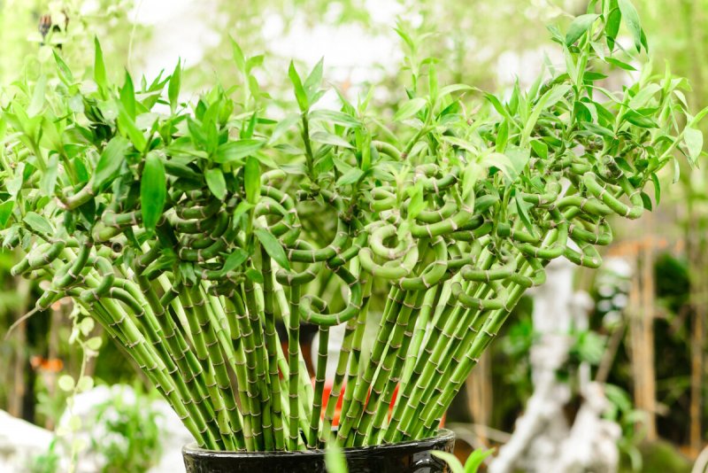 Драцена Сандера Dracaena sanderiana