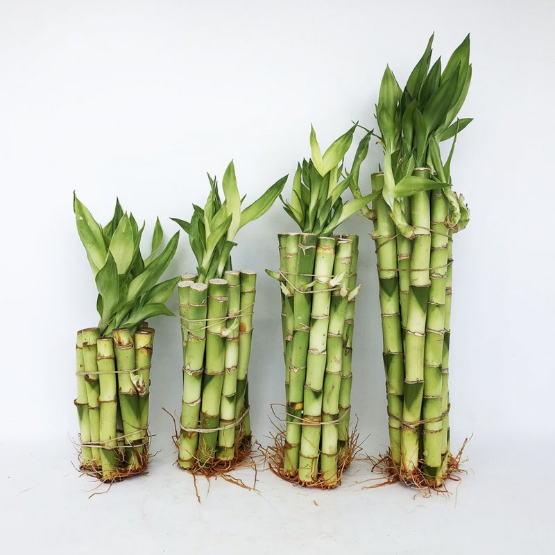 Бамбук лаки (Lucky Bamboo)