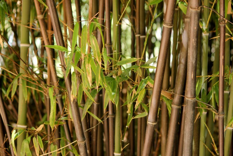 Филлостахис черный — Phyllostachys nigra