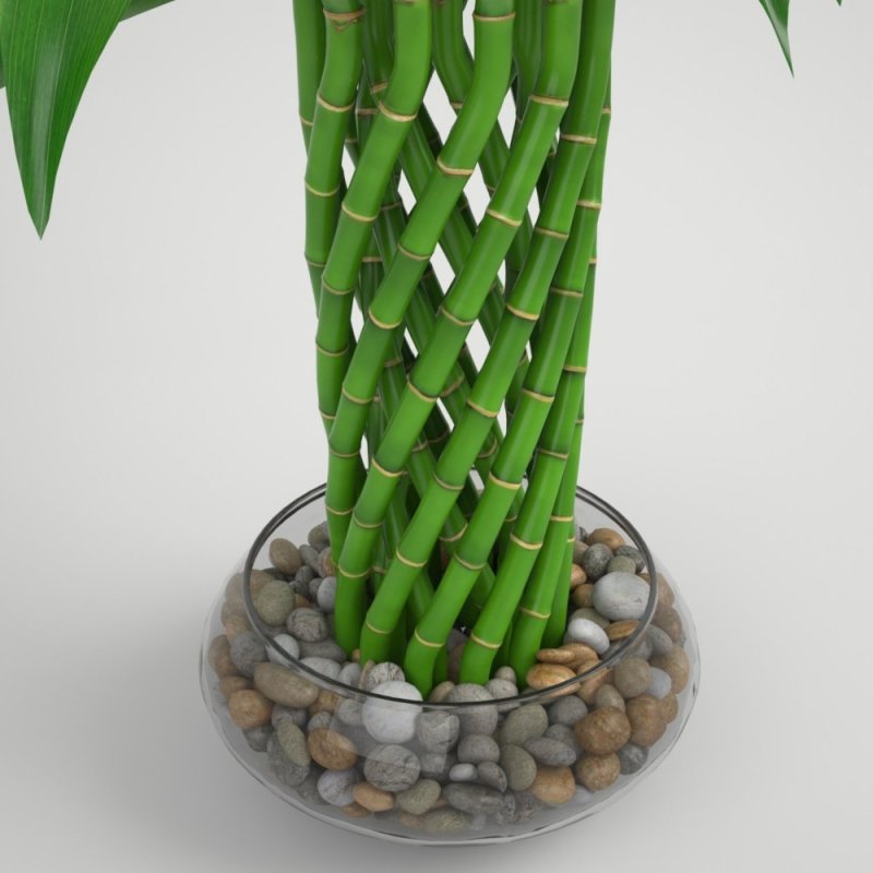 Сандера, бамбук счастья (Dracaena sanderiana);