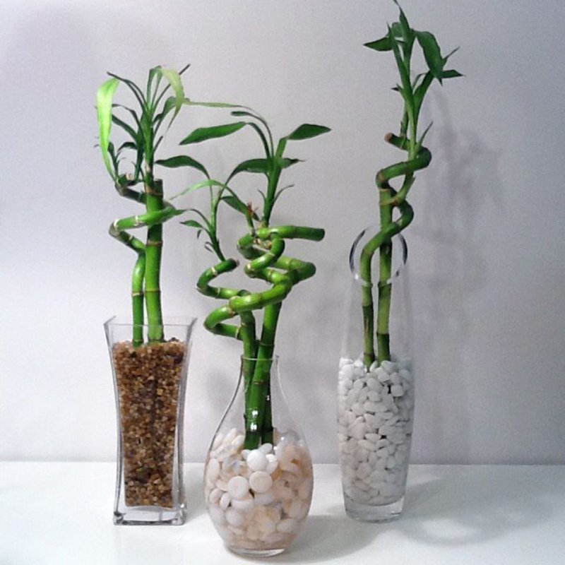 Dracaena растение, Драцена Сандера, спираль