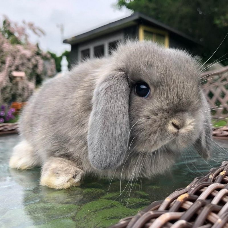Кролик домашний