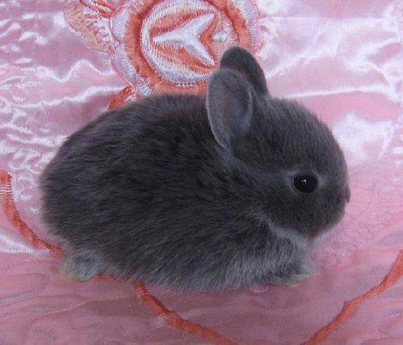 Карликовый кролик Пигмей серый