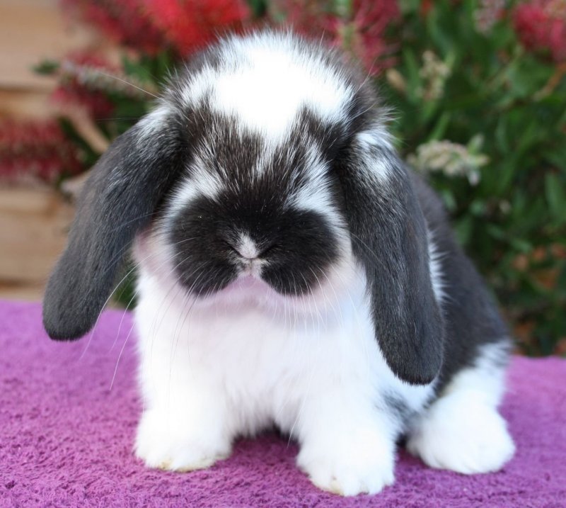 Lop eared Rabbit