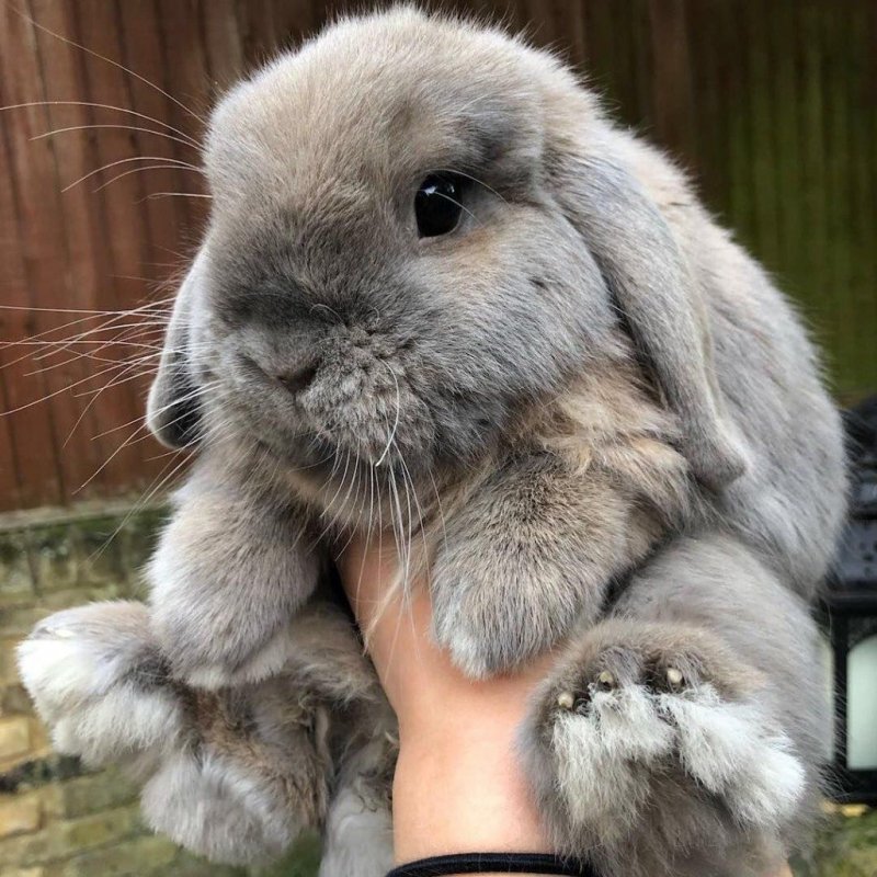 Кролик домашний