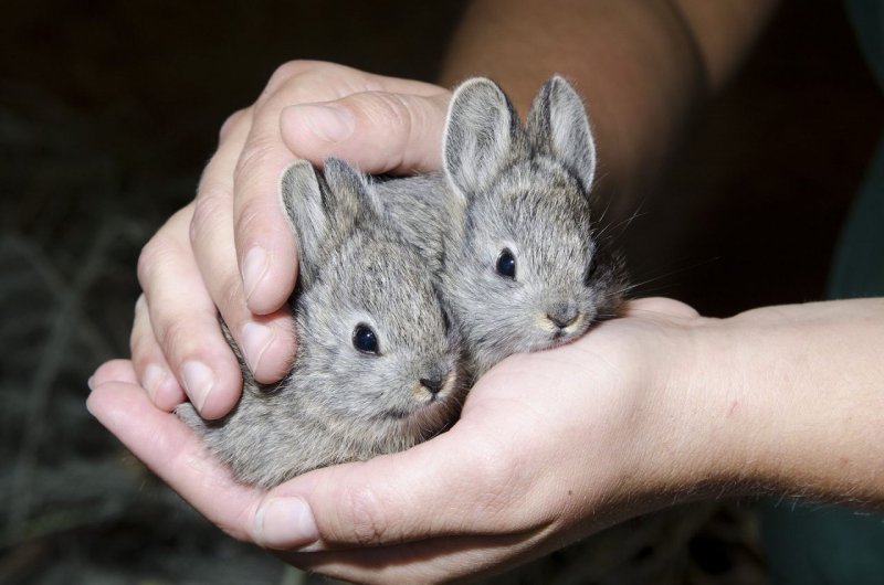 Columbia basin Pygmy Rabbit