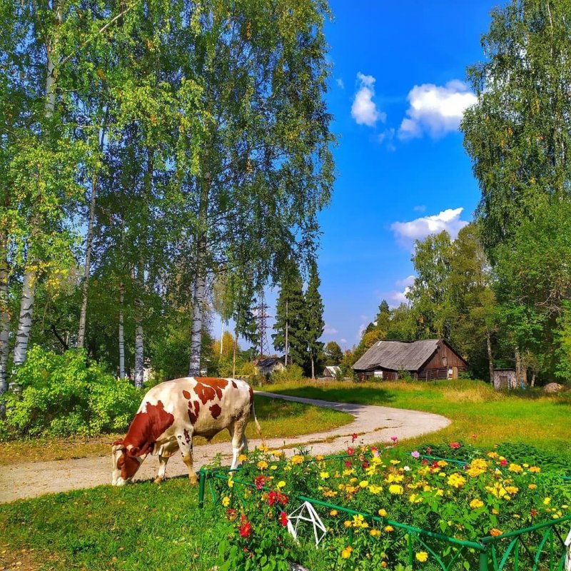 Деревенские мотивы