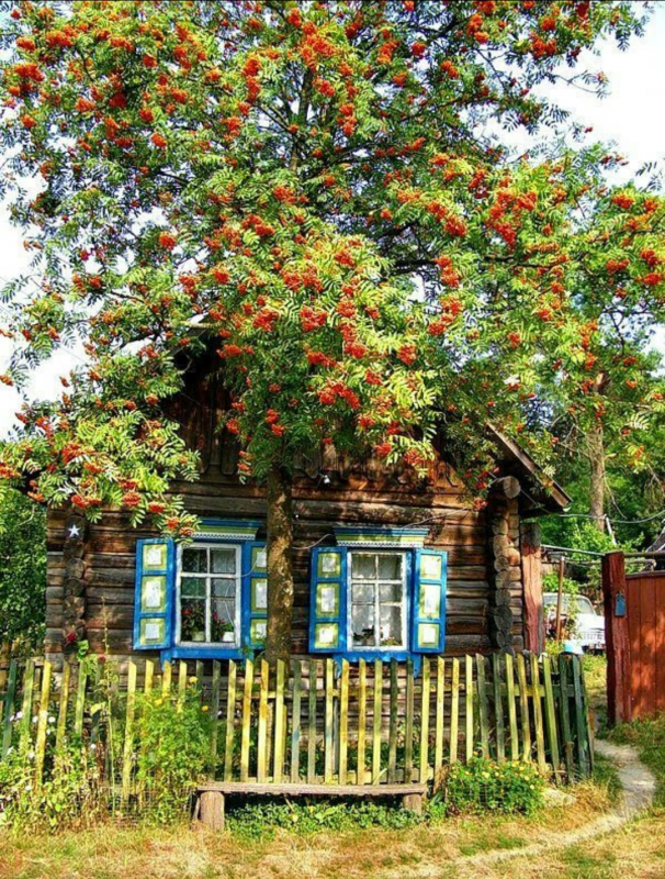 Деревенский домик с рябиной