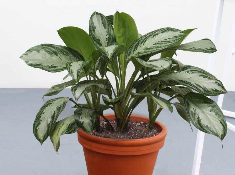 Аглаонема Сильвер Бей "Aglaonema Silver Bay "