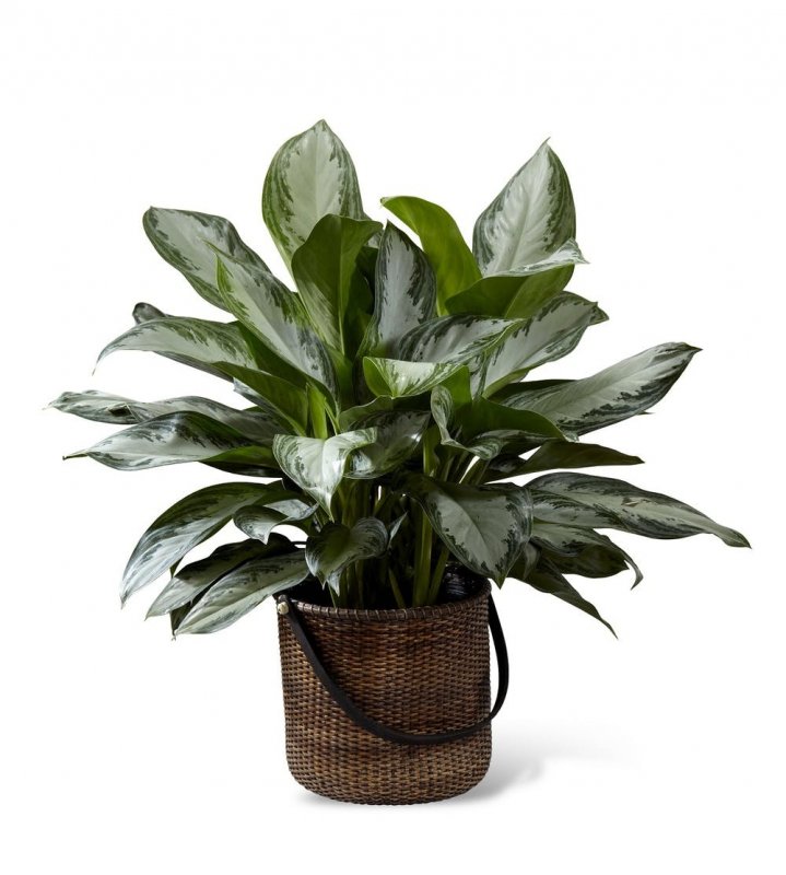 Комнатные растения Chinese Evergreen