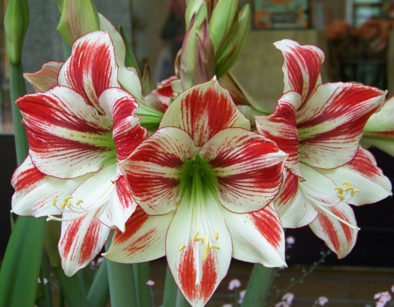 Амариллис Park Striped