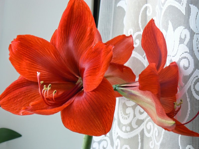 13. Гиппеаструм (Hippeastrum)