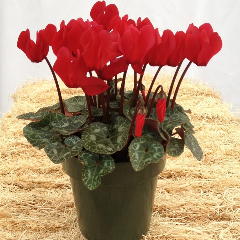 Цикламен персидский (Cyclamen persicum
