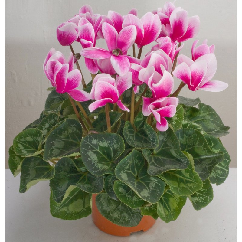 Цикламен персидский (Cyclamen persicum