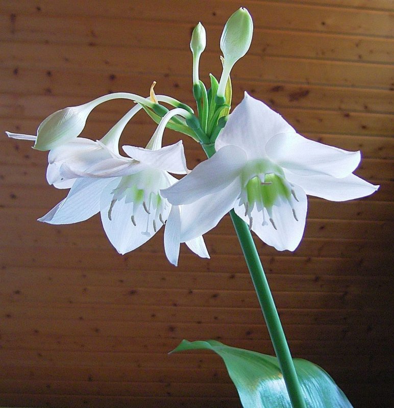 Эухарис Амазонская Лилия