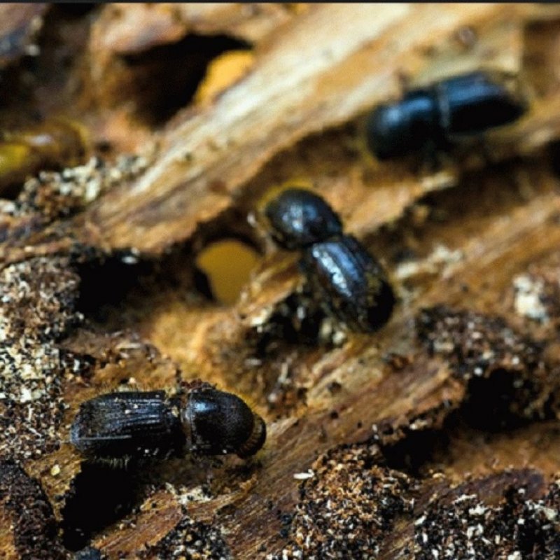 Tetropium castaneum